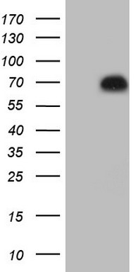 HNF1 beta Antibody