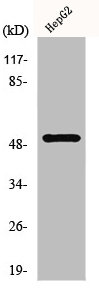 HNF4A/HNF4G Antibody