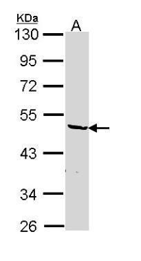 hnRNP F Rabbit Polyclonal Antibody