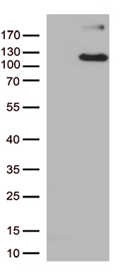 HOMER1 Antibody