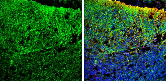 Homer1 Rabbit Polyclonal Antibody