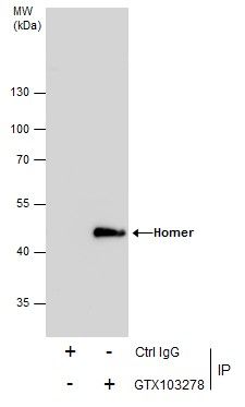 Homer1 Rabbit Polyclonal Antibody