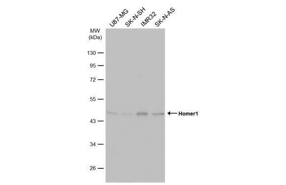 Homer1 Rabbit Polyclonal Antibody