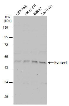 Homer1 Rabbit Polyclonal Antibody