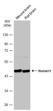 Homer1 Rabbit Polyclonal Antibody