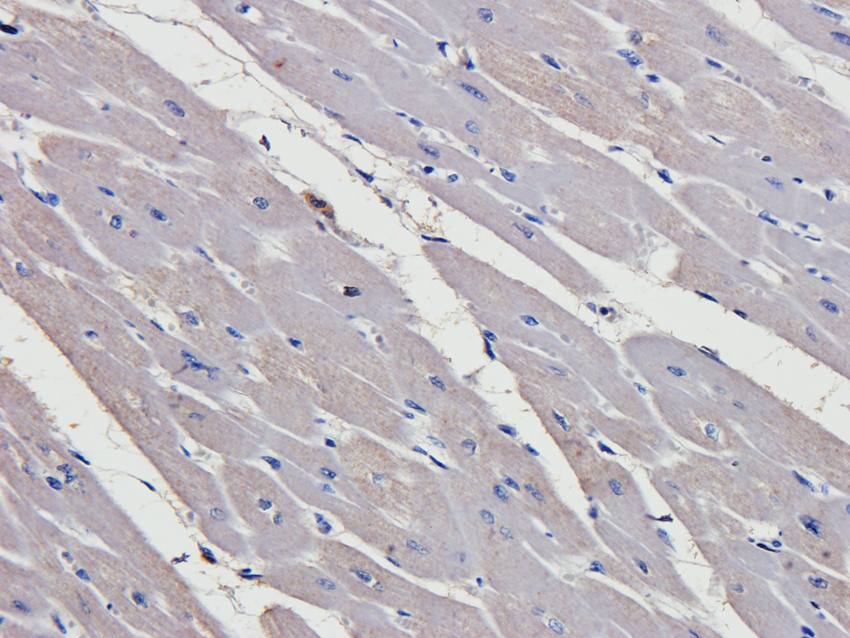 HOXA10 Rabbit Polyclonal Antibody