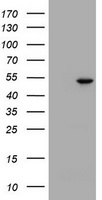 HPRT Antibody