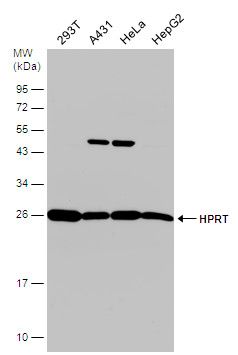 HPRT Rabbit Polyclonal Antibody