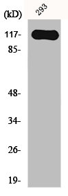 HR Antibody