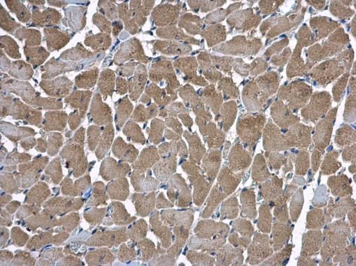 HSD17B4 Rabbit Polyclonal Antibody