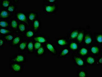 HSF2 Antibody