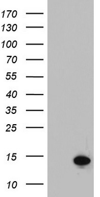 HSPD1 Antibody