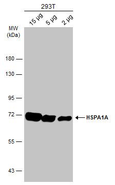 Hsp70 Rabbit Polyclonal Antibody
