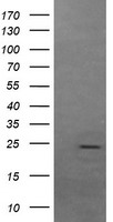 TRAP1 Antibody