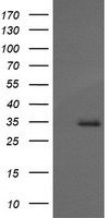 TRAP1 Antibody