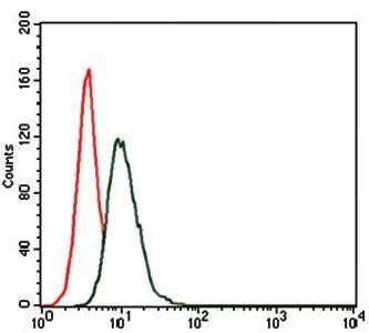 HSP90AA1 Antibody