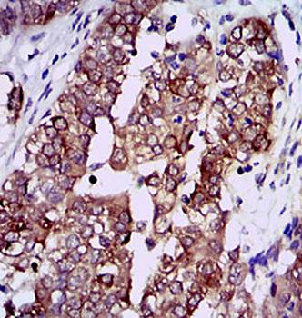 HSP90AA1 Antibody