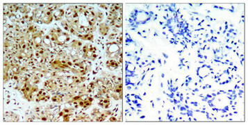 HSP90AB1 Antibody
