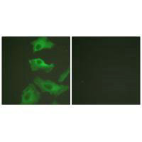 HSP90AB1 Antibody