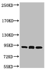 HSP90AB1 Antibody