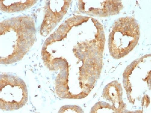 HSP90B1 Antibody
