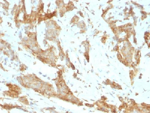 HSP90B1 Antibody