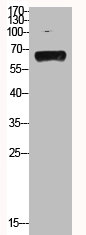 HSPA1L Antibody
