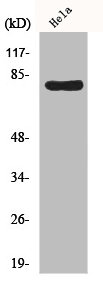 HSPA5 Antibody