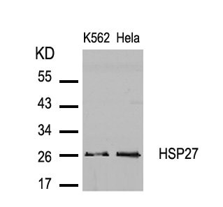 HSPB1 Antibody