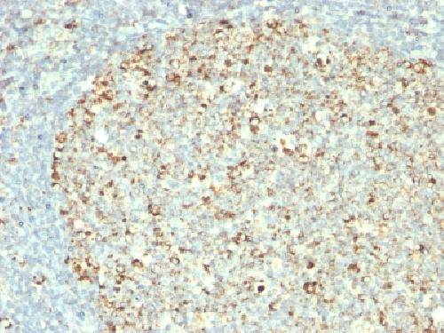 HSPD1 Antibody