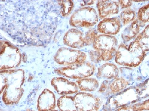 HSPD1 Antibody
