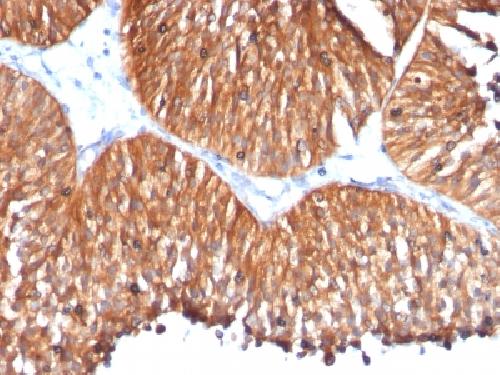 HSPD1 Antibody