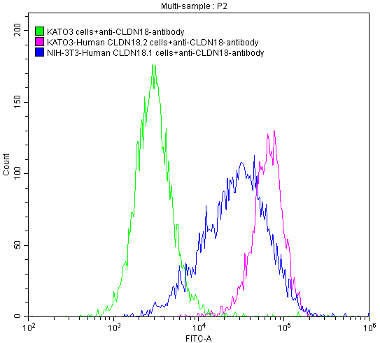 CLDN18 Antibody