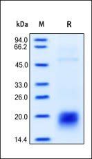 Human CD3 epsilon Protein, His Tag