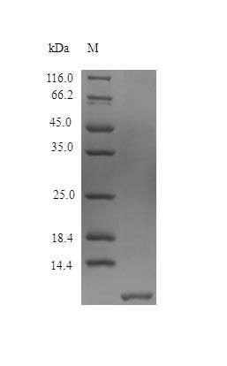 Human D104A protein (Active)