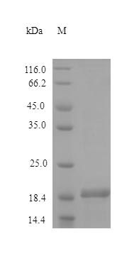 Human DHH protein (Active)
