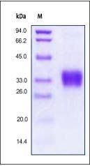 Human Erythropoietin Protein
