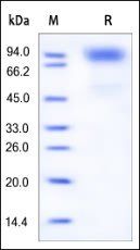 Human G-CSF R Protein, His Tag