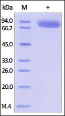 Human IL-1 RII Protein, Fc Tag