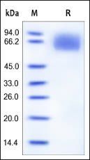 Human IL-6 R alpha Protein, His Tag