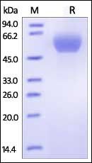 Human PD-1 Protein, Fc Tag