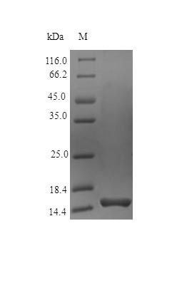 Human PTN protein (Active)