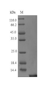 Human TYB4 protein (Active)