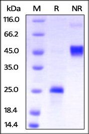 Human VEGF165 Protein, His Tag, low endotoxin (MALS verified)