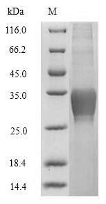 Human CLEC4C protein
