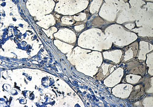 CD133 Rabbit Polyclonal Antibody