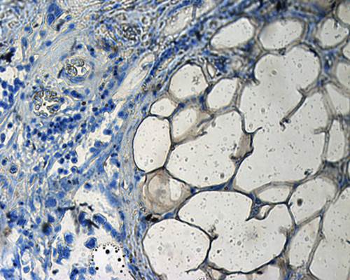 CD133 Rabbit Polyclonal Antibody