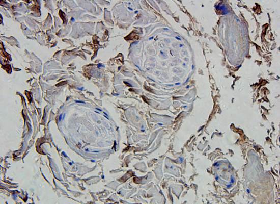 CD133 Rabbit Polyclonal Antibody