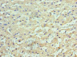 HYOU1 Antibody