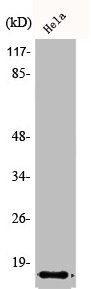 IAPP Antibody